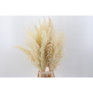 Cortaderia Fluffy White Large