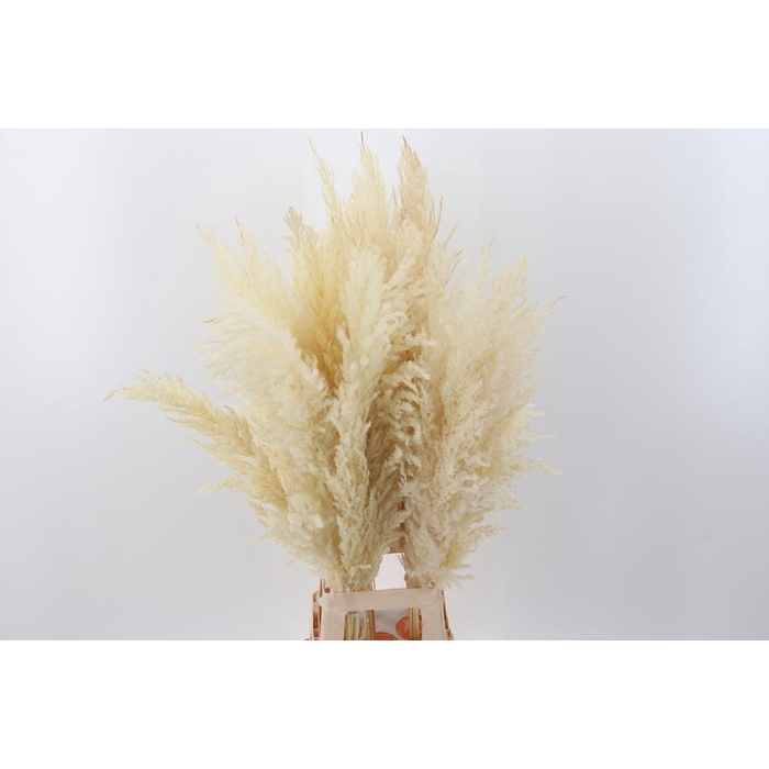 <h4>Cortaderia Fluffy White Large</h4>