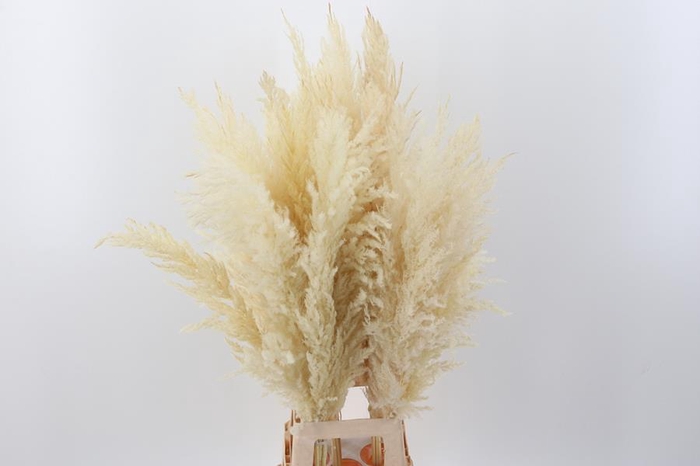 Cortaderia Fluffy White Large