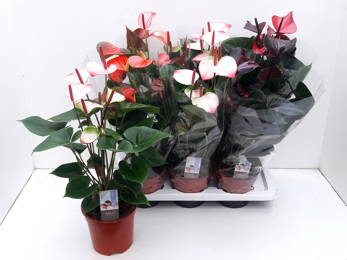 <h4>ANTHU AN GEM 5 KL</h4>