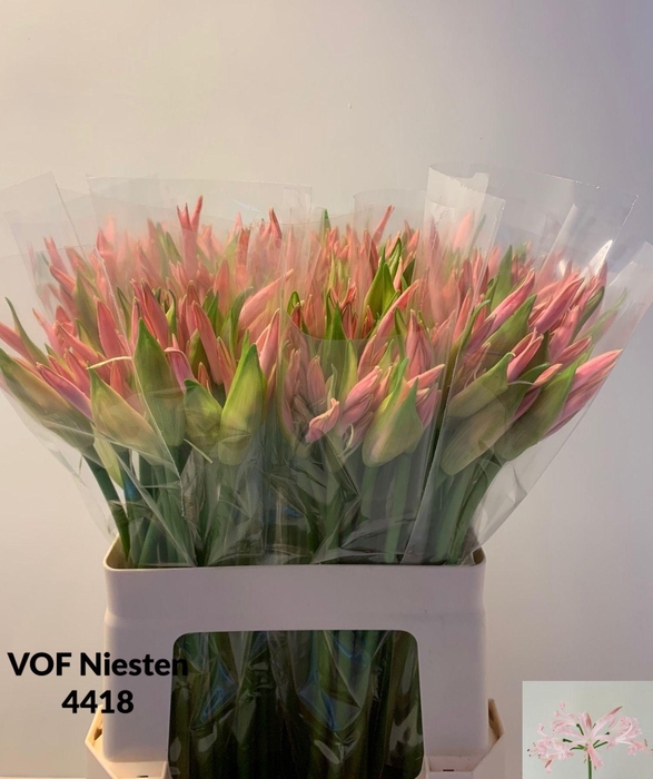 <h4>NE BO VESTA K</h4>