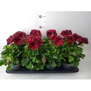 Pelargonium gran.   ..