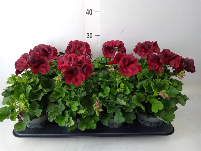 <h4>Pelargonium gran. ..</h4>