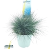 Festuca glauca Intens Blue