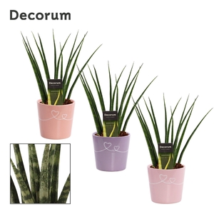 Sansevieria fernwood 12 cm in Romy (Party love-collection)