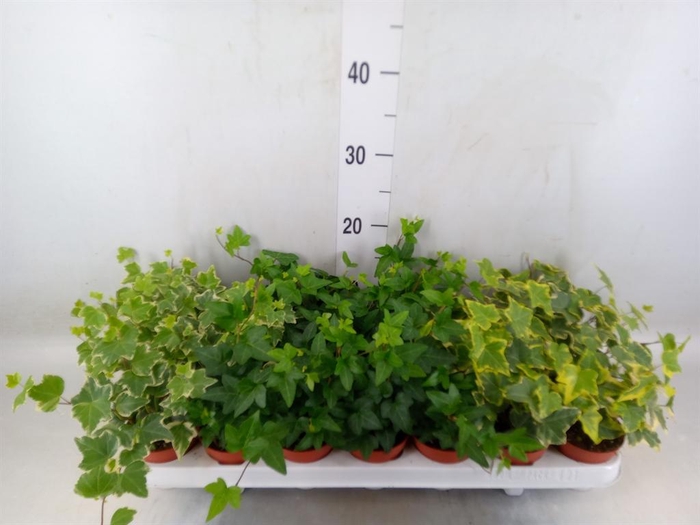 <h4>Hedera   ...mix</h4>