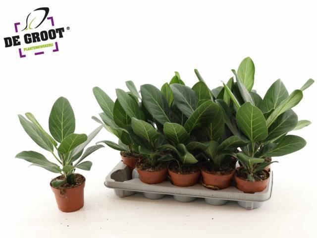 <h4>FICUS BENG AUDREY</h4>