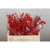 Ilex Rood