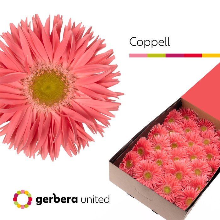 <h4>Gerbera Spider Coppell Doos</h4>