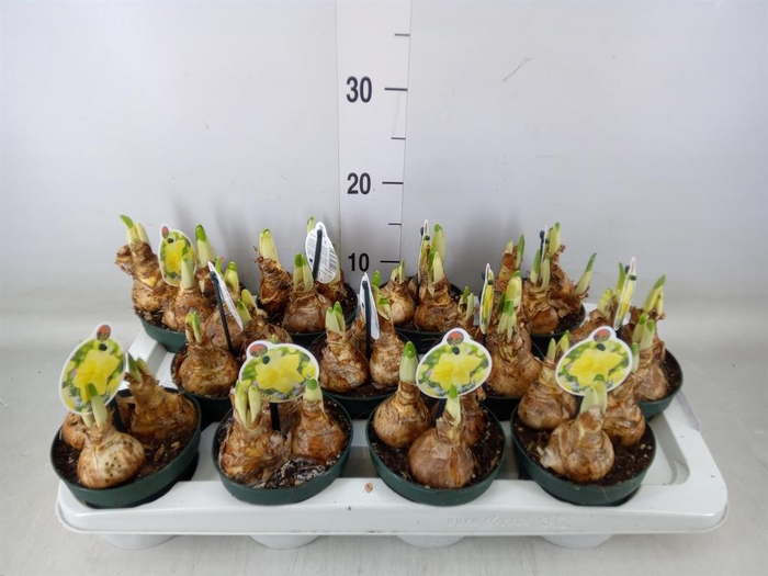 <h4>Narcissus   ...</h4>