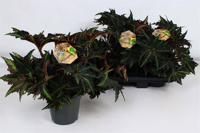 <h4>BEG M C LION DANCE</h4>