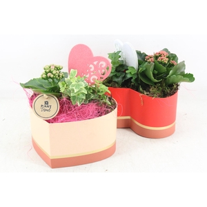 arr2 PL - Hart giftbox 338/6 mix