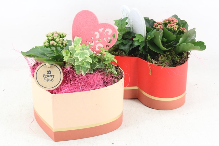 <h4>arr2 PL - Hart giftbox 338/6 mix</h4>