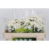 Dianthus Br Kiwi Bunny XXL