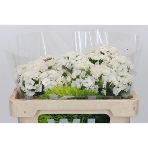 Dianthus Br Kiwi Bunny XXL
