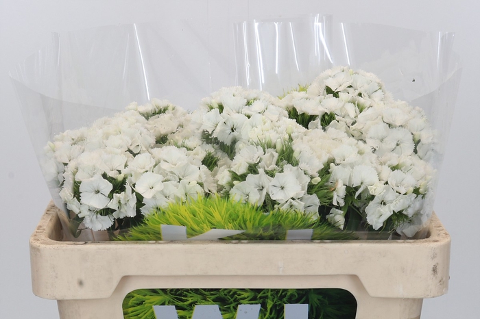 <h4>Dianthus Br Kiwi Bunny XXL</h4>