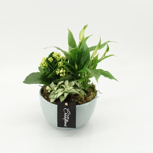 ARR KAMERPL GROEN
