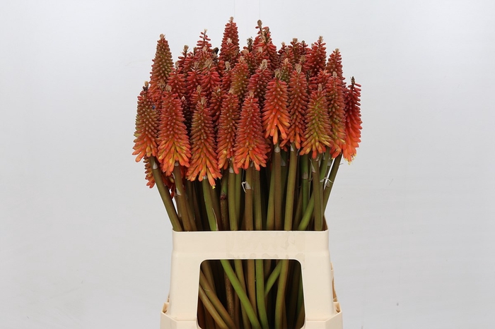 <h4>Kniphofia Alcazar</h4>