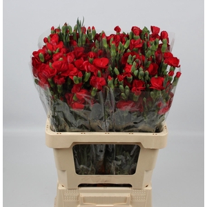 DI TE SOLOMIO KAI