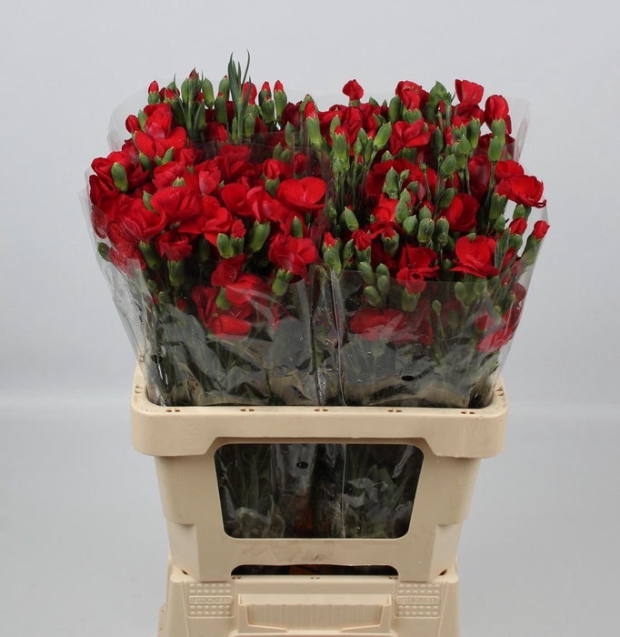 <h4>DI TE SOLOMIO KAI</h4>