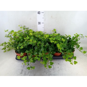 Hedera helix 'Wonder'