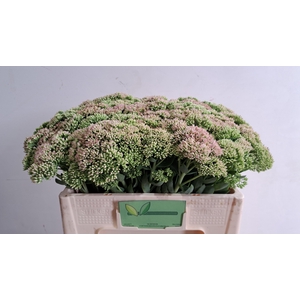 SEDUM SPECTABILE