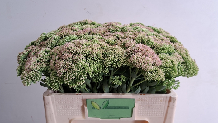 <h4>SEDUM SPECTABILE</h4>