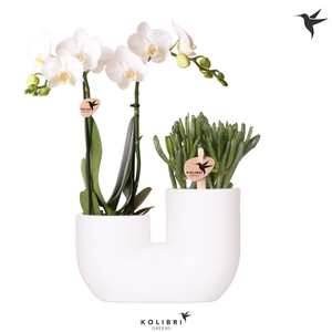 Kolibri Orchids Phalaenopsis 2 spike and Succulent in Tube white