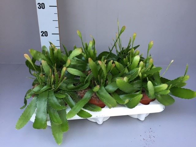 Rhipsalis