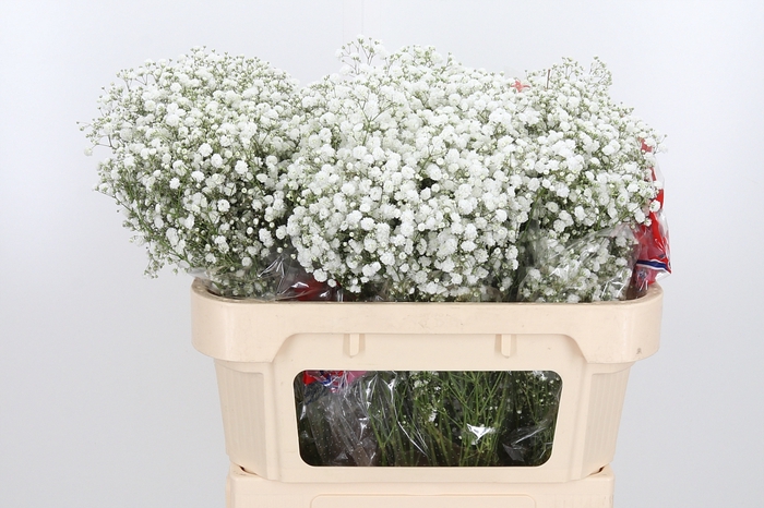 <h4>Gyps Pa Xlence</h4>