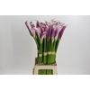 Zantedeschia Eydolls Purple White