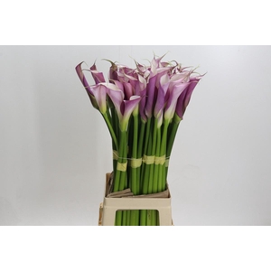 Zantedeschia Eydolls Purple White