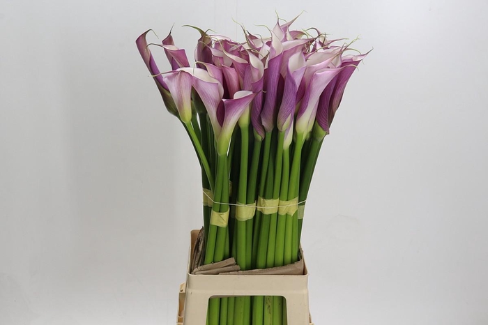 Zantedeschia Eydolls Purple White