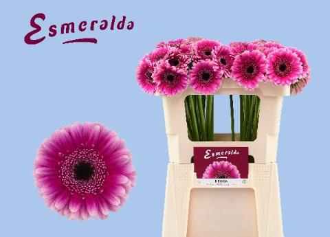 <h4>GE MI DESIGN</h4>