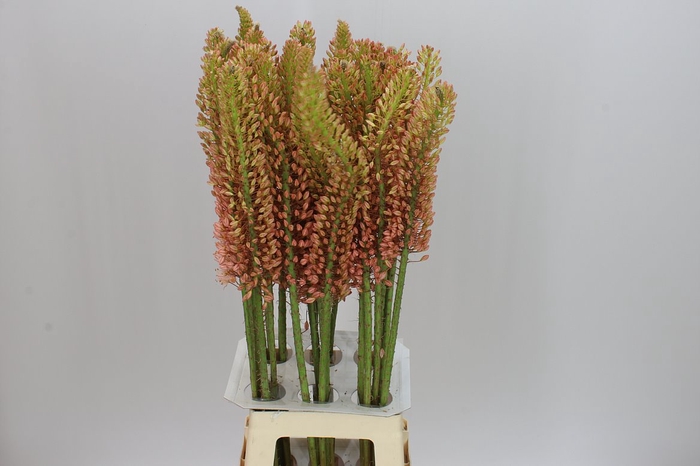 <h4>Eremurus Oase</h4>
