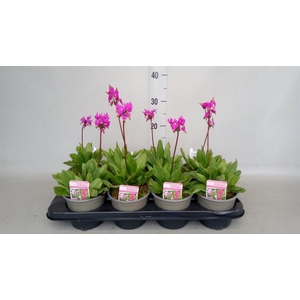 Dodecatheon meadia