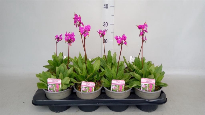 <h4>Dodecatheon meadia</h4>