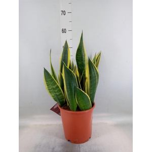 Sansevieria trifa.   ...