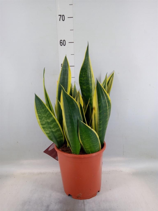 <h4>Sansevieria trifa.   ...</h4>