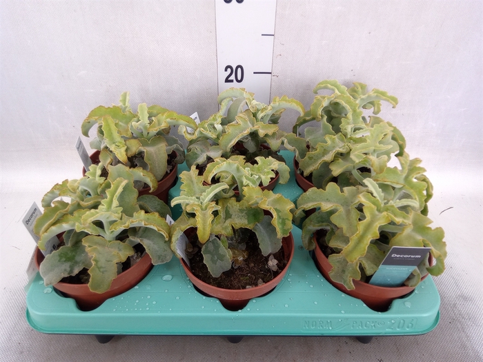 <h4>Kalanchoe NF   ...</h4>