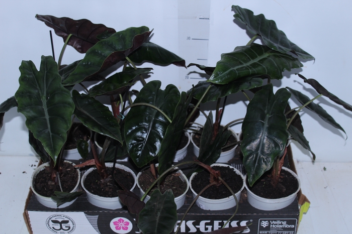 <h4>ALOCASIA CHANTRIERI P12</h4>