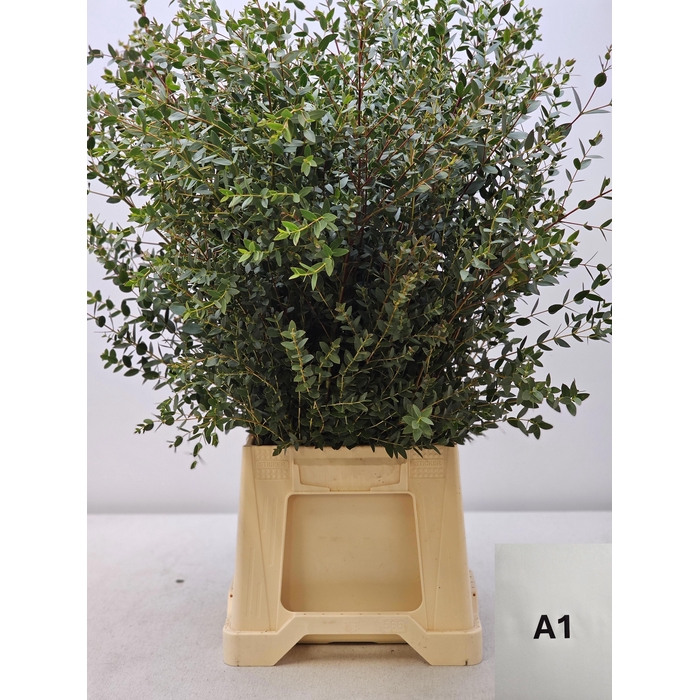 <h4>EUC PARVIFOLIA PB</h4>
