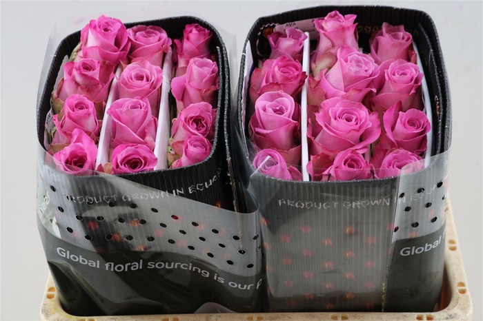 <h4>R Gr New Aqua</h4>