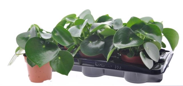 Peperomia polybotrya Raindrop 12Ø 22cm