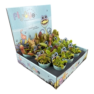 Vleesetende planten mix 5,5 cm in Flybye display