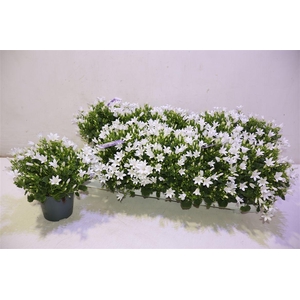 arr8 Camp Por Ambe White