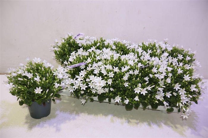 <h4>arr8 Camp Por Ambe White</h4>