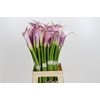 Zantedeschia Eydolls Purple White
