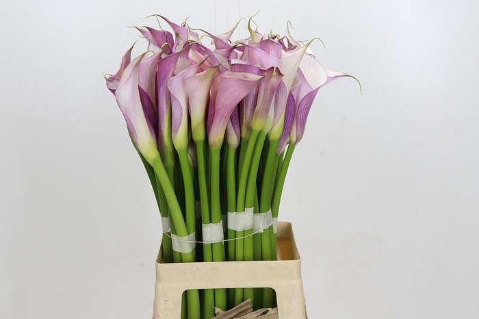 Zantedeschia Eydolls Purple White