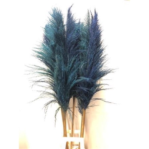 Cortaderia Blue